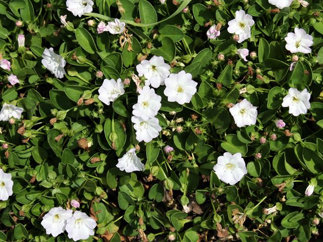 Falkia repens flowering groundcover
