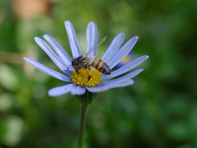Felicia amelloides bee pollinator
