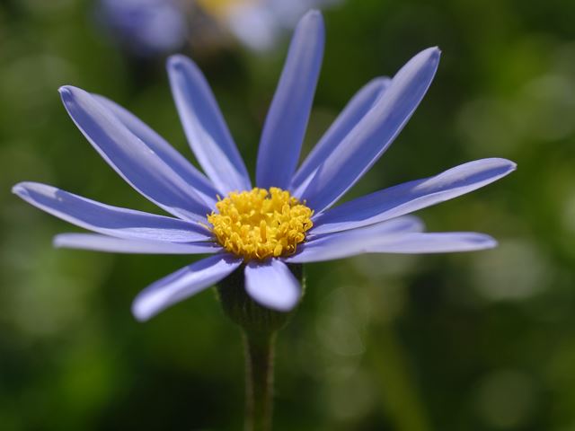 Felicia amelloides composite flower