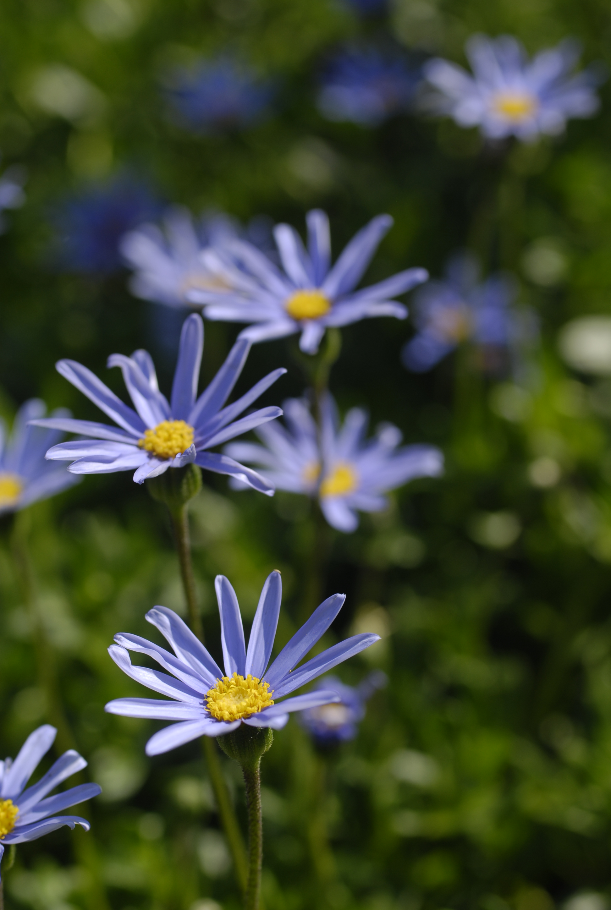 Felicia amelloides Blue Marguerite blue felicia bush shrubby