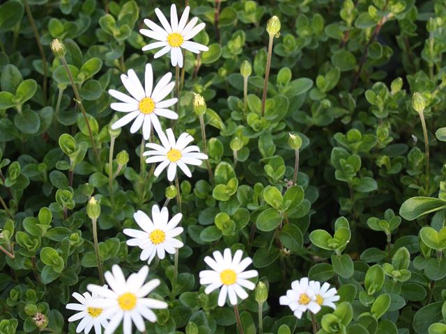 Felicia bergeriana white flowers