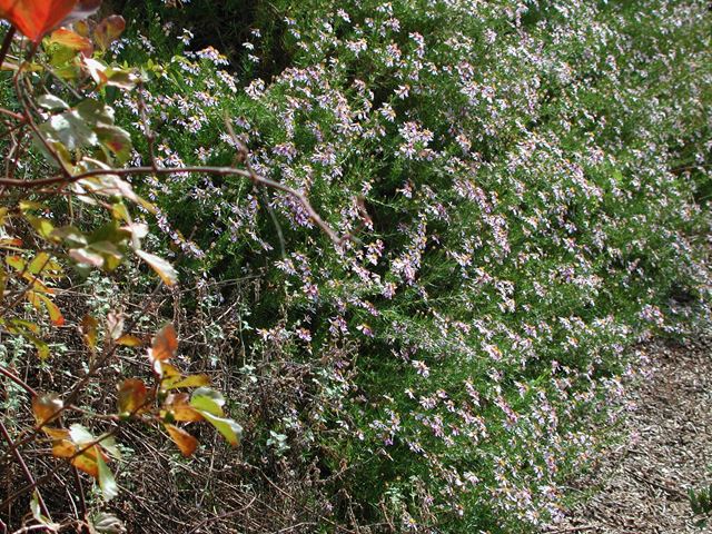 Felicia filifolia shrub