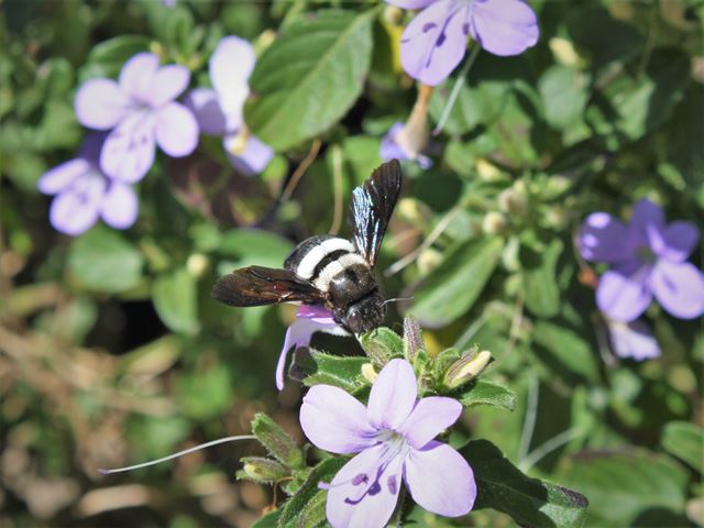 Female Carpenter Bee Buzz Pollinates Barleria obtusa Random Harvest Plant Nursery