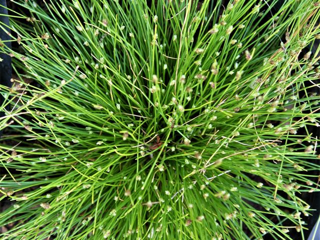 Fibre Optic grass Isolepis for water side gardens