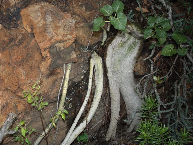 Ficus abutilifolia flattened white rock splitter roots