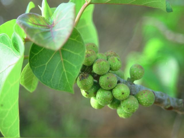 Ficus abutilifolia green fruit