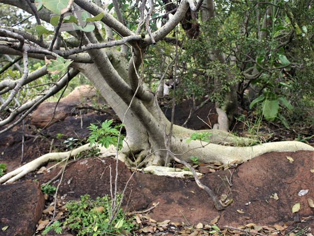Ficus abutilifolia rock splitter fig
