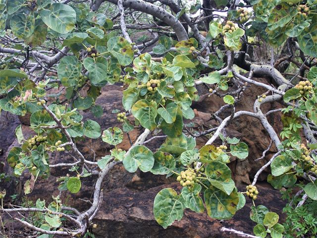 Ficus abutilifolia rock splitter large leaved and fruit