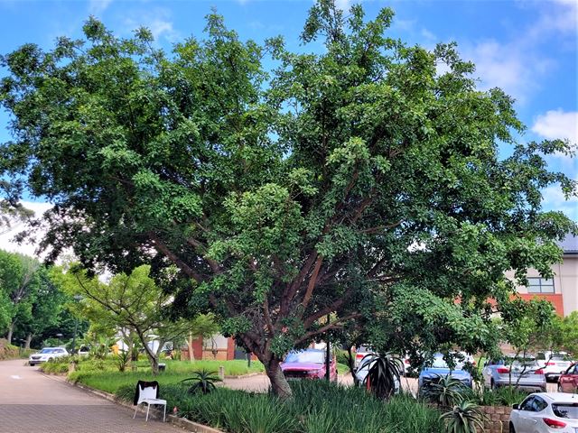 Ficus burkei thonningii handsome evergreen tree