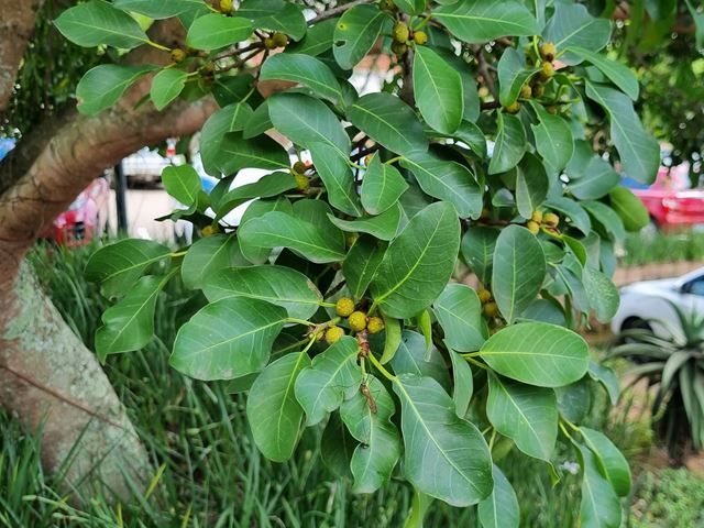 Ficus burkei thonningii provides fruit for birds