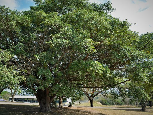 Ficus craterostoma Evergreen tree invasive roots