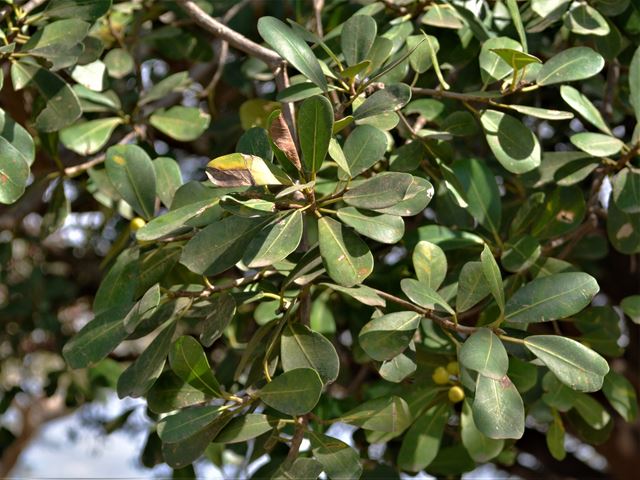 Ficus craterostoma KwaZulu Natal