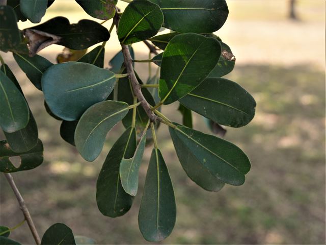 Ficus craterostoma blunt tipped leaves