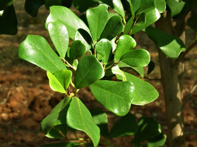 Ficus craterostoma bunt tipped leaves