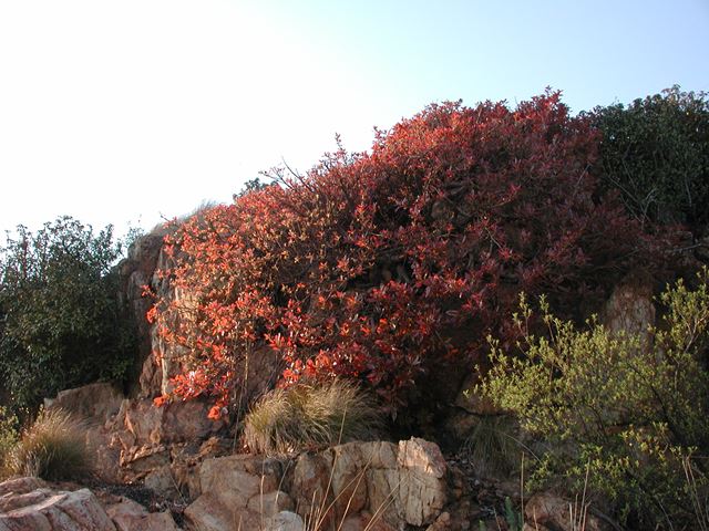 Ficus ingens growing on rocks