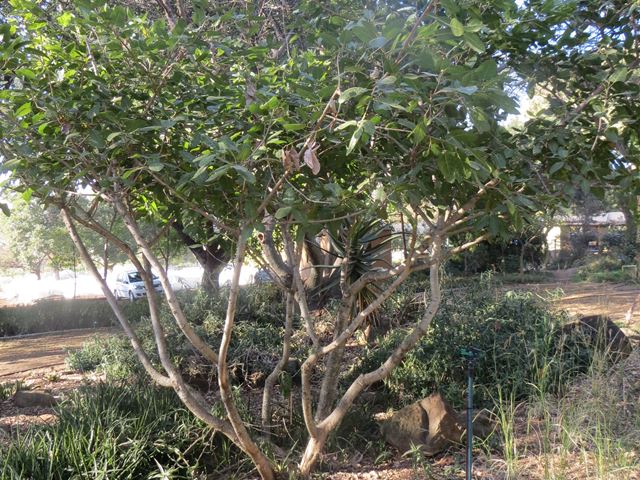Ficus ingens in garden at Random Harvest