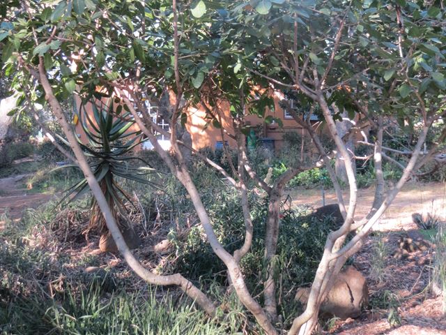 Ficus ingens in garden