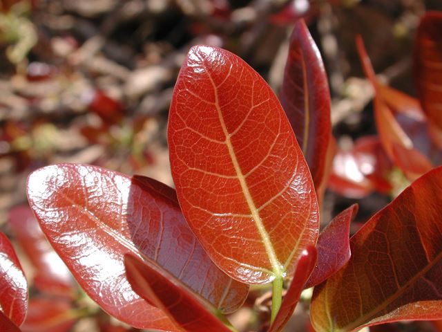 Ficus ingens leaf shape