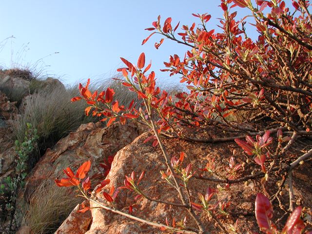 Ficus ingens on rock