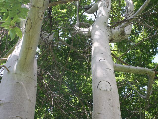 Ficus sur Walter Sisulu Botanical Garden