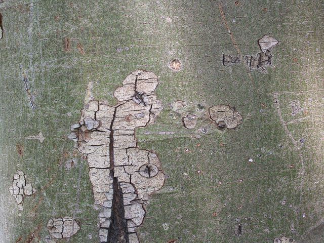 Ficus sur bark