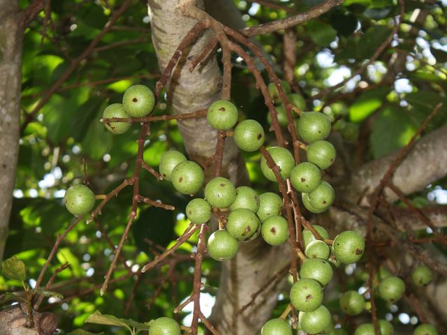Ficus sur green figs KZN coast