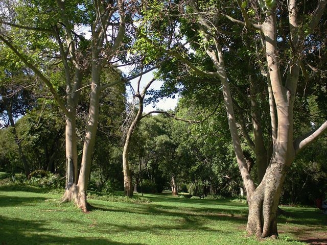 Ficus sur grouping in Arboretum at Walter Sisulu Botanical Garden