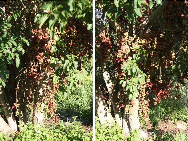 Ficus sur large fruit bearing tree