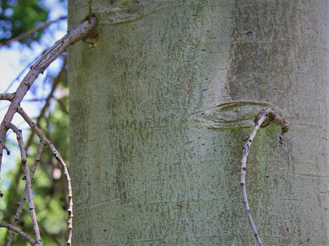 Ficus sur large tree bark Walter Sisulu Botanical Garden