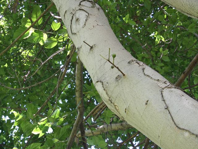Ficus sur remnant fig