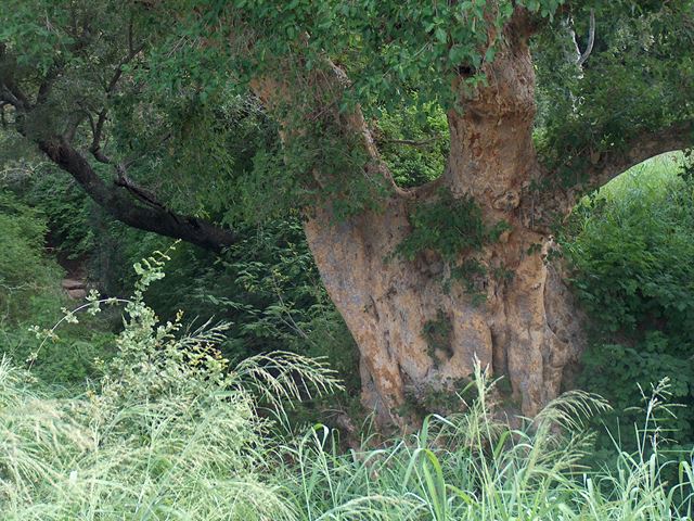 Ficus sycamorus bark and tree trunk