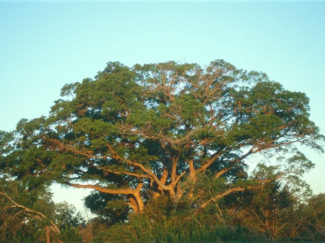 Ficus sycamorus crown of tree