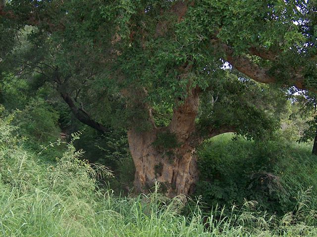 Ficus sycamorus in drainage line