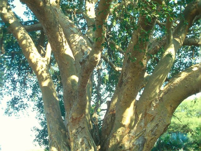 Ficus sycamorus mature tree