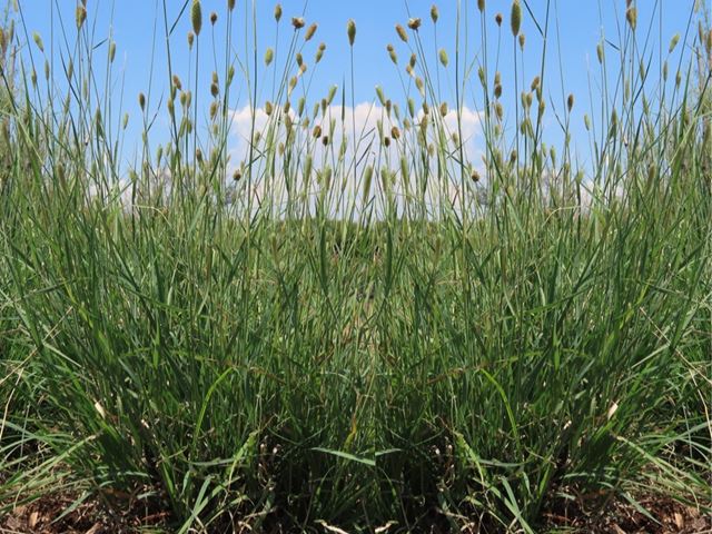 Fingerhutia africana veld grass soil stabiliser
