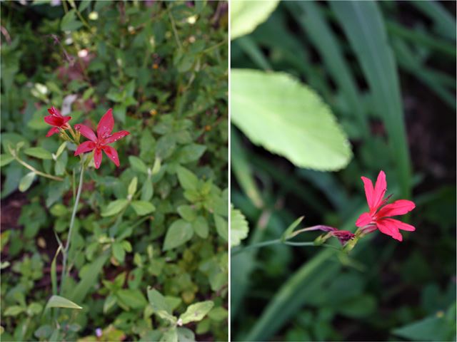 Freesa grandiflora small colourful Iridaceae for deep shade