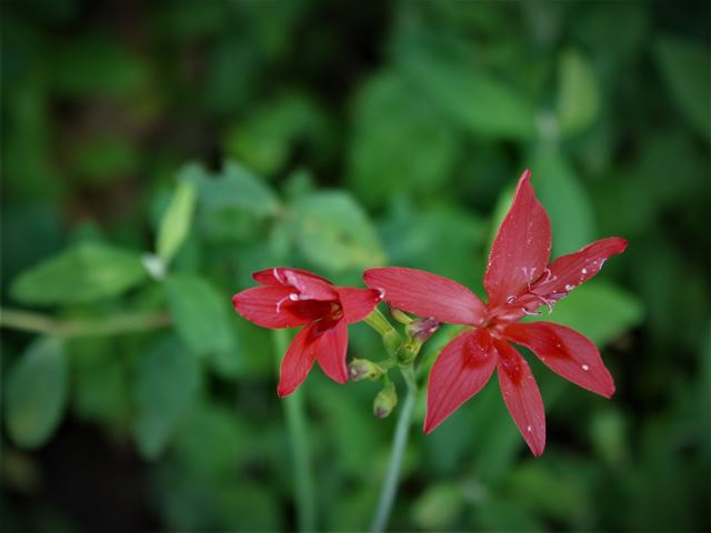 Freesia grandiflora Forest Freesia easy to grow summer rainfall species
