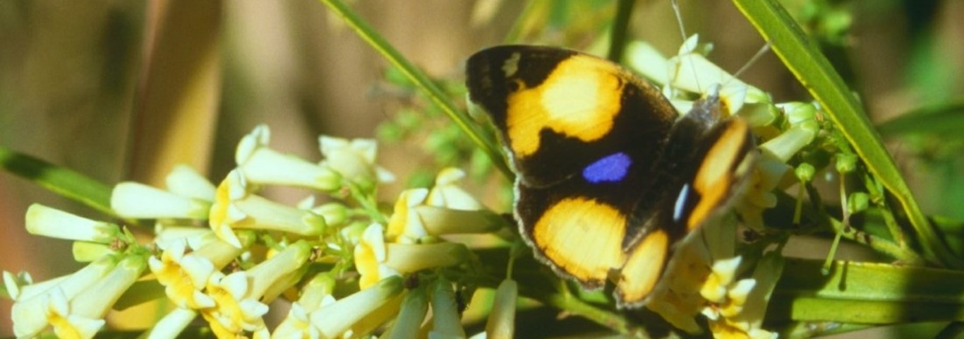Freylinia lanceolata