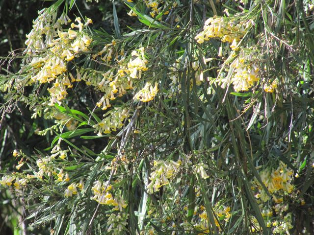 Freylinia lanceolata flowers on shrub