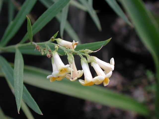 Freylinia lanceolata inflorescence