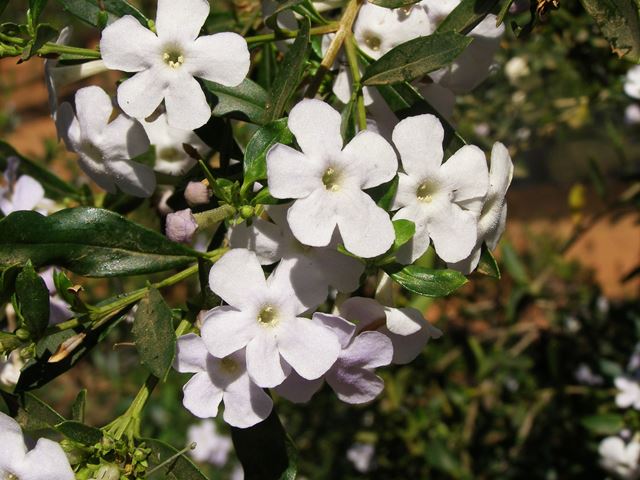 Freylinia tropica flowers with buds
