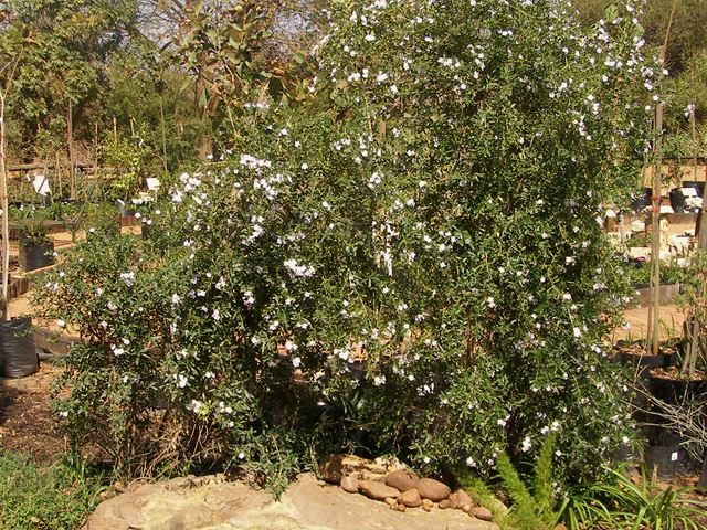 Freylinia tropica whole shrub