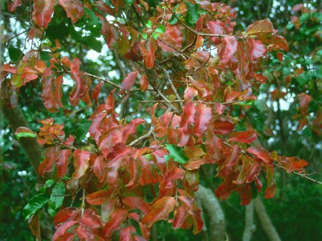 Galpinia transvaalica foliage