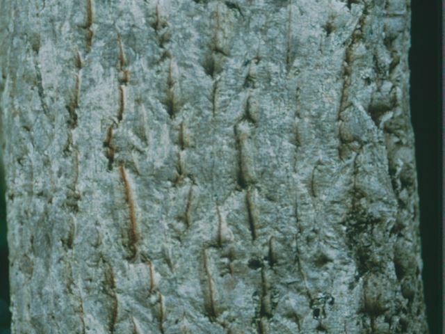 Galpinia transvaalica stem bark