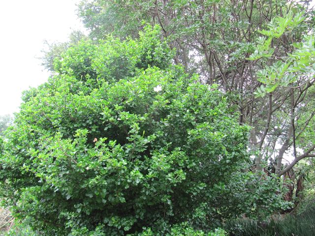Gardenia cornuta decorative small tree