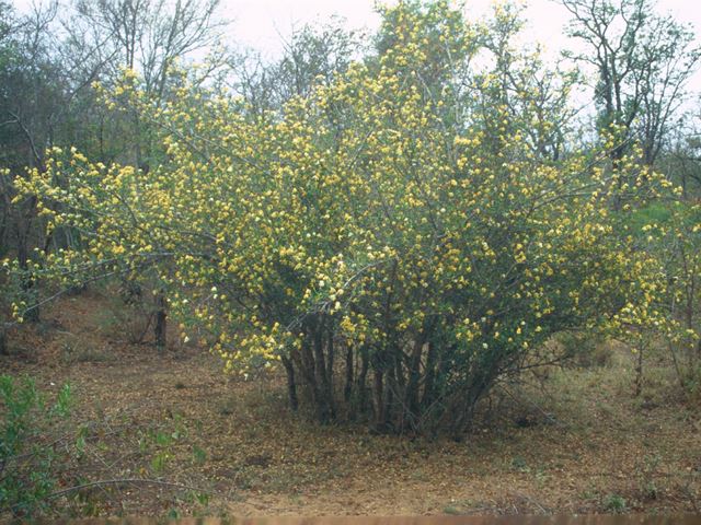 Gardenia thunbergii flowering shrub in natural habitat