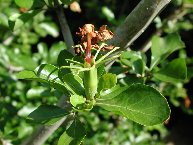 Gardenia thunbergii leaves and calyx swelling to form fruit