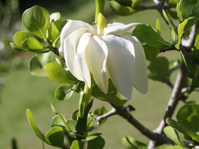 Gardenia volkensii indigenous shrub with white scented flowers