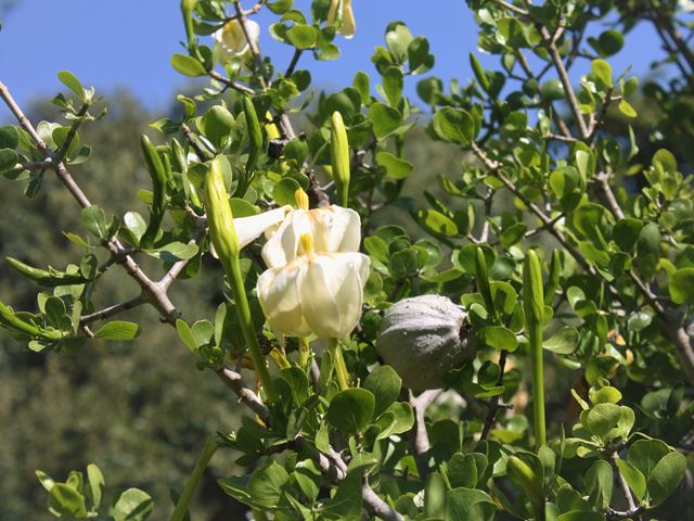 Gardenia volkensii shrub or tree with buds scented flowers and decorative pods
