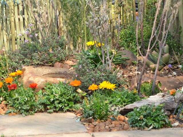 Gazania gazoo in small landscaped garden
